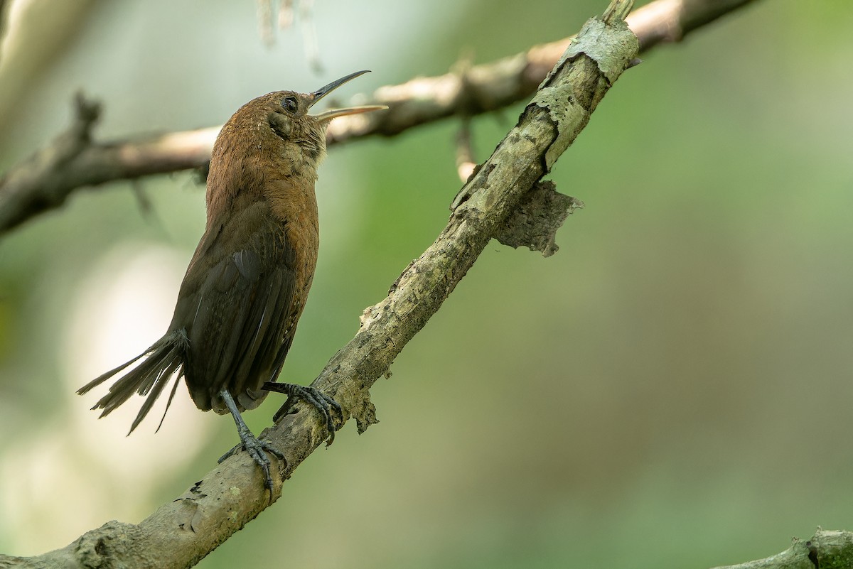 Sumichrast's Wren - ML637164904