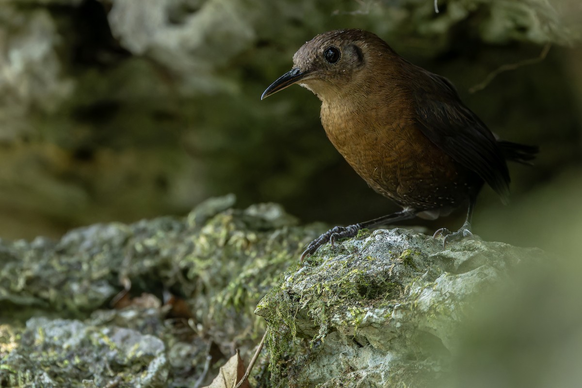 Sumichrast's Wren - ML637164905