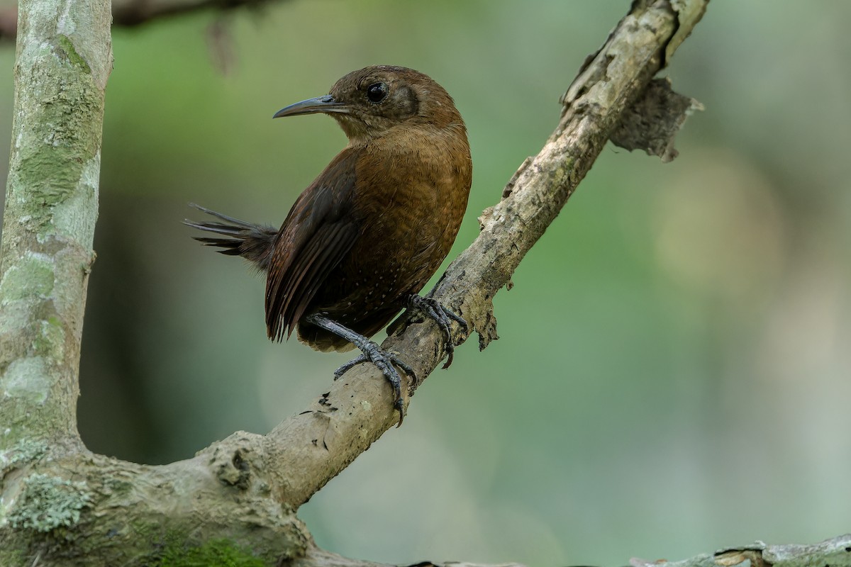 Sumichrast's Wren - ML637164906