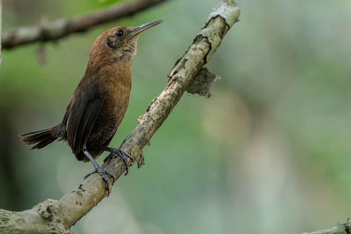 Sumichrast's Wren - ML637164907