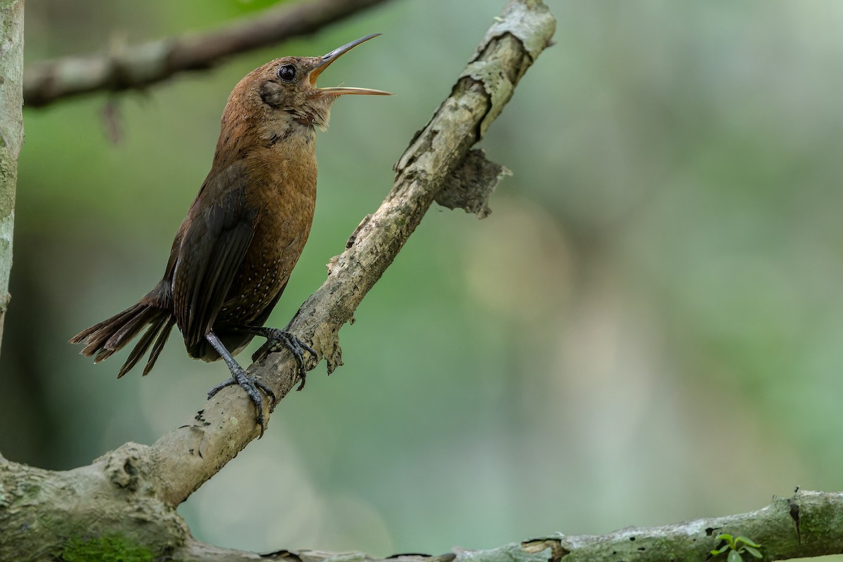 Sumichrast's Wren - ML637164908