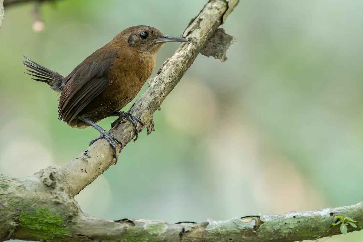 Sumichrast's Wren - ML637164909