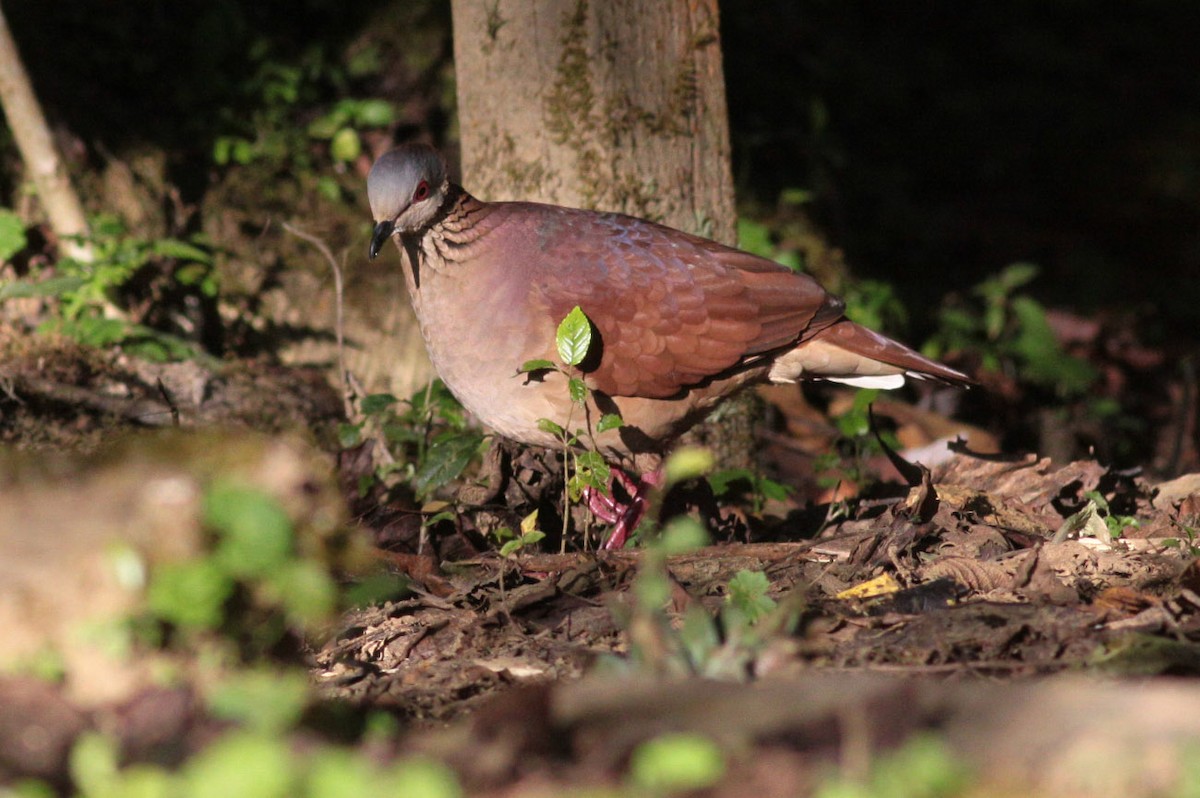 White-faced Quail-Dove - Michael Todd
