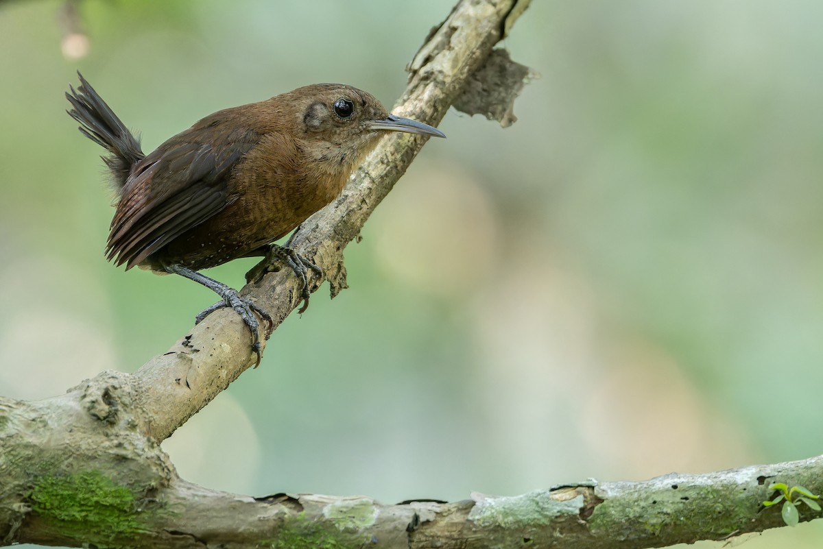 Sumichrast's Wren - ML637164910
