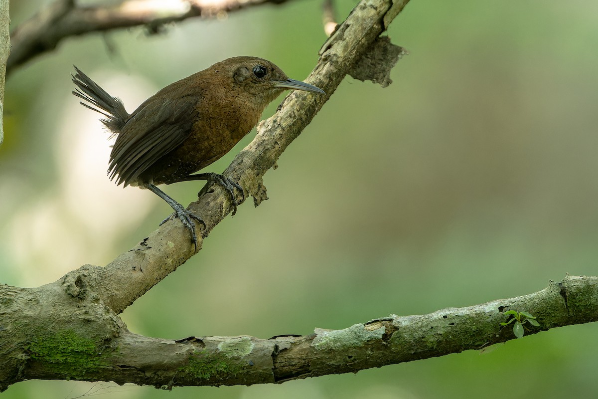 Sumichrast's Wren - ML637164911