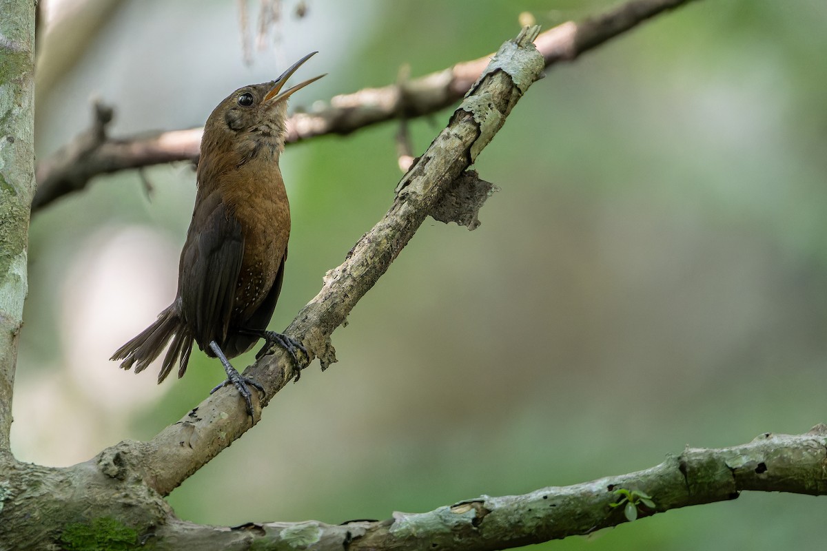 Sumichrast's Wren - ML637164913