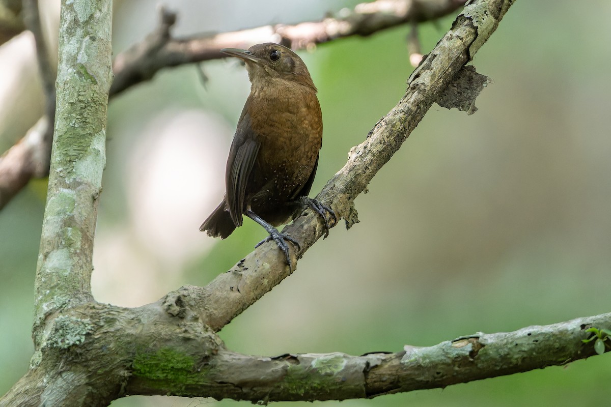 Sumichrast's Wren - ML637164915