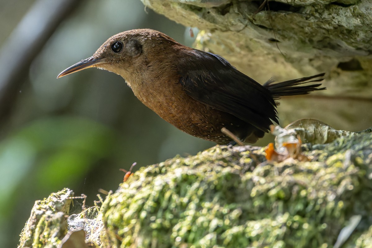 Sumichrast's Wren - ML637164916