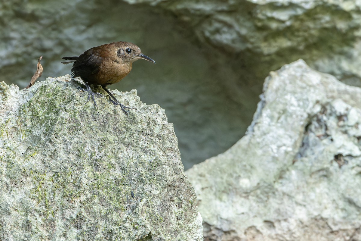 Sumichrast's Wren - ML637164917