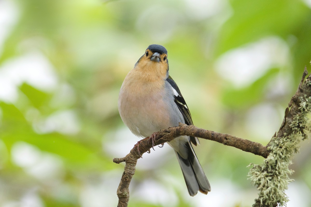 Pinzón de Madeira - ML637164919