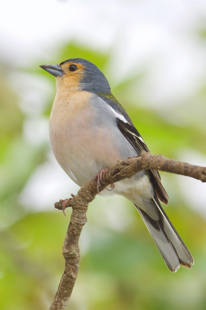 Pinzón de Madeira - ML637164920