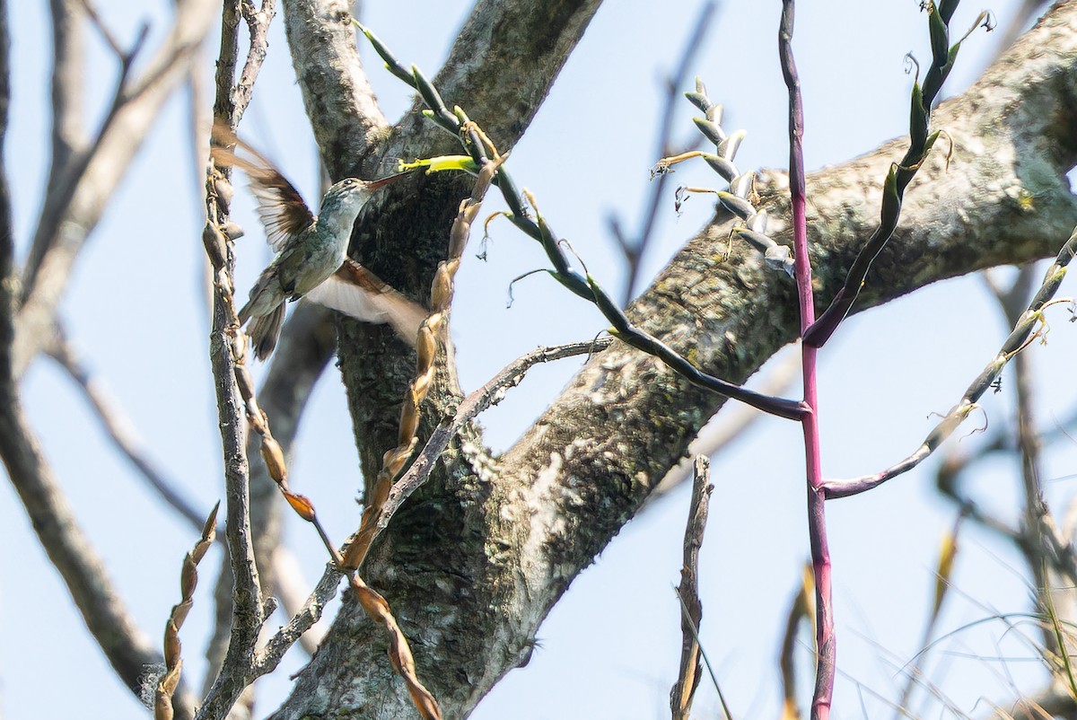 White-bellied Emerald - ML637164941