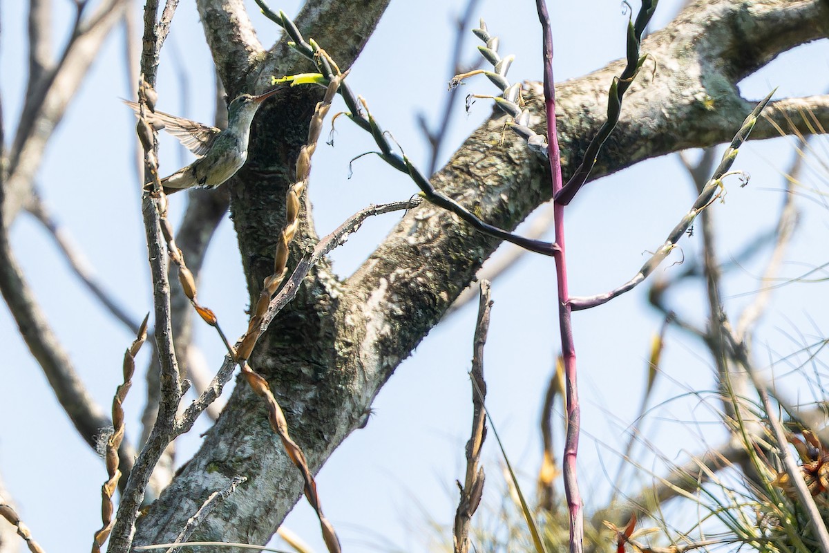 White-bellied Emerald - ML637164943