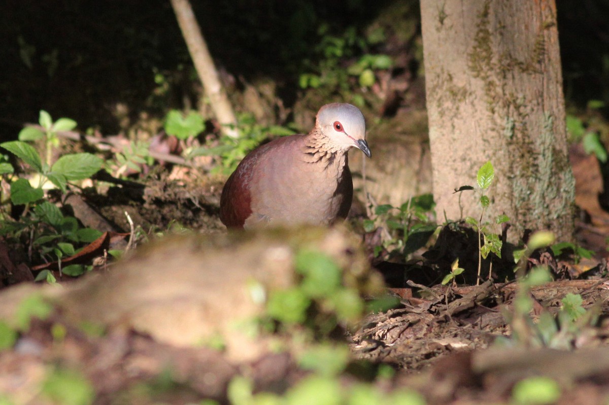 White-faced Quail-Dove - ML63716501