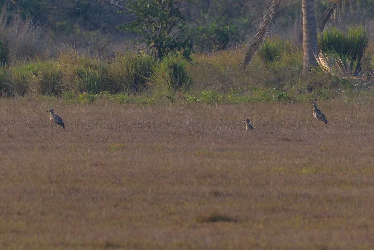 Double-striped Thick-knee - ML637165072