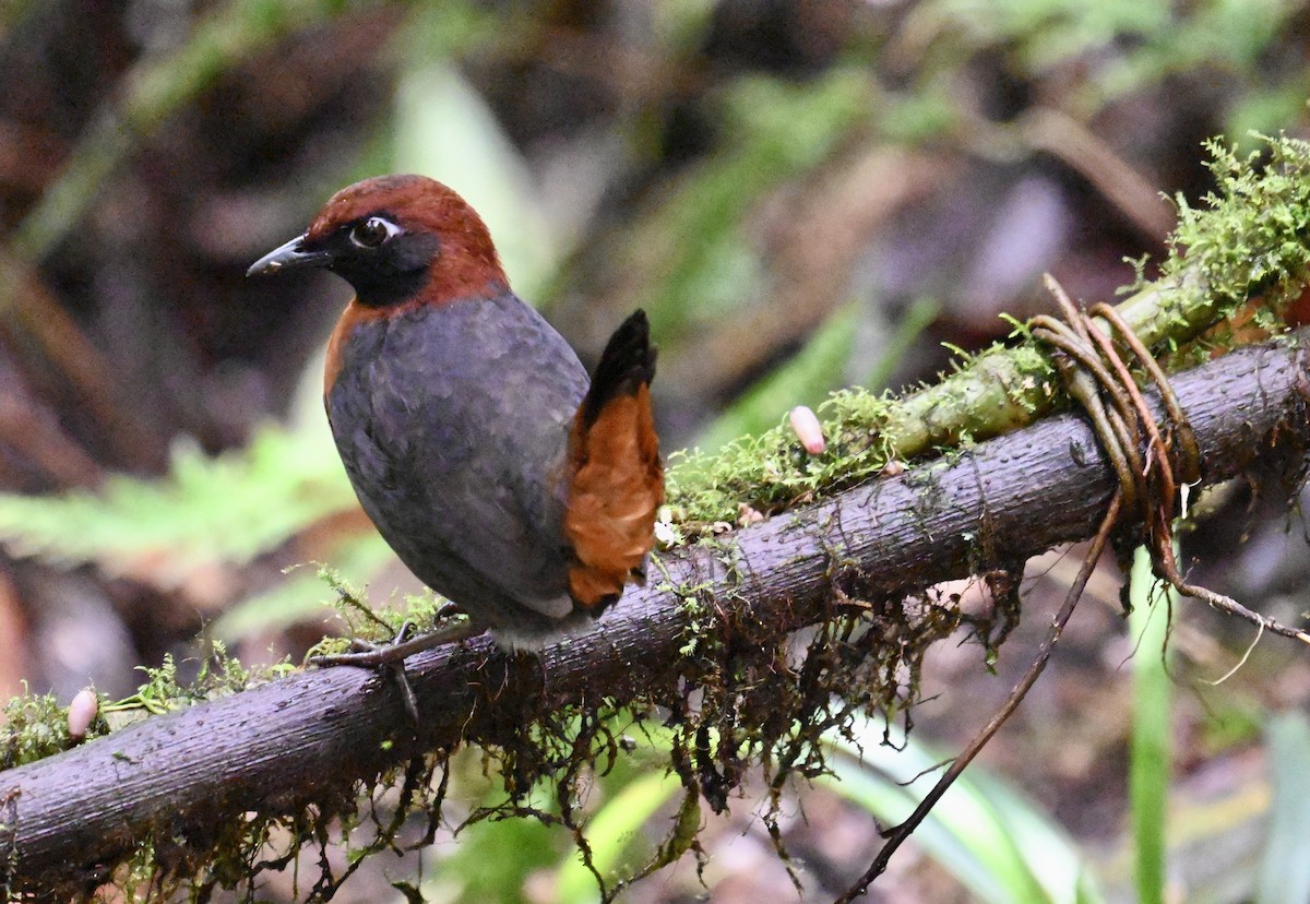 Rufous-breasted Antthrush - ML637165131