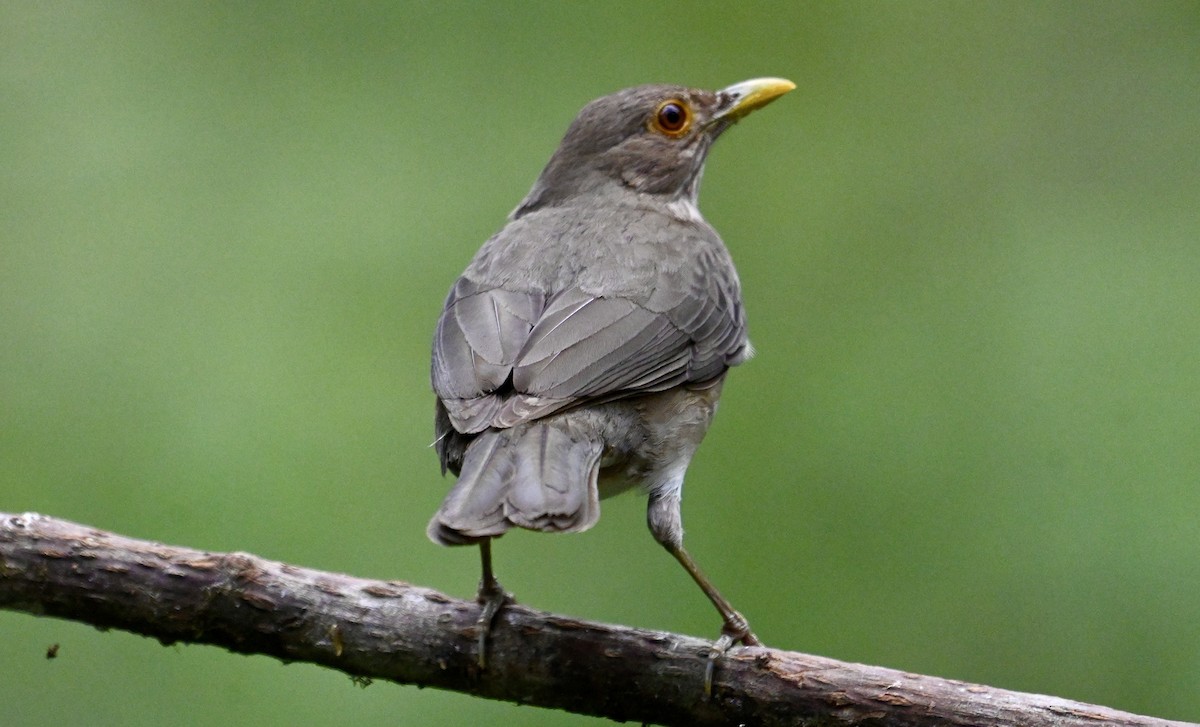 Ecuadorian Thrush - ML637165160