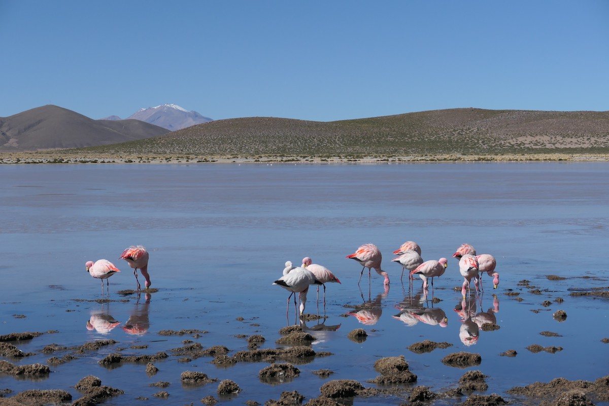 James's Flamingo - ML637165168