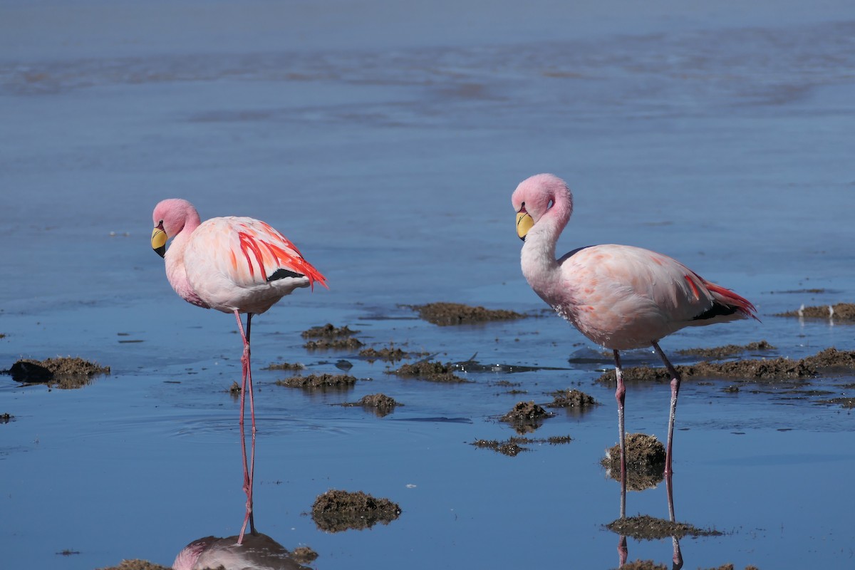 James's Flamingo - ML637165169