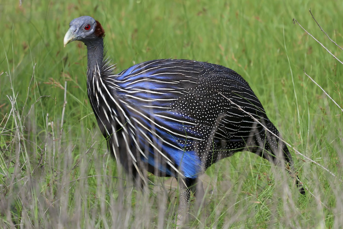 Vulturine Guineafowl - ML637165187