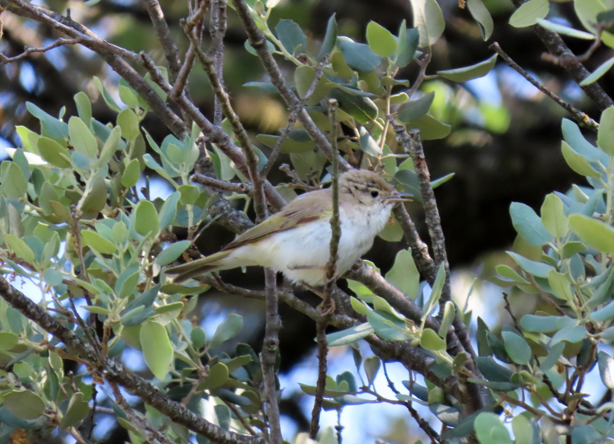 Western Bonelli's Warbler - ML637165192