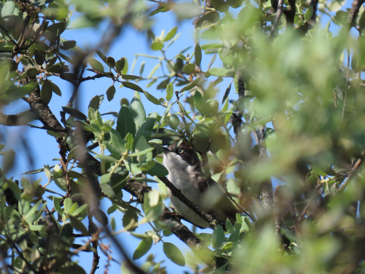 Western Orphean Warbler - ML637165210
