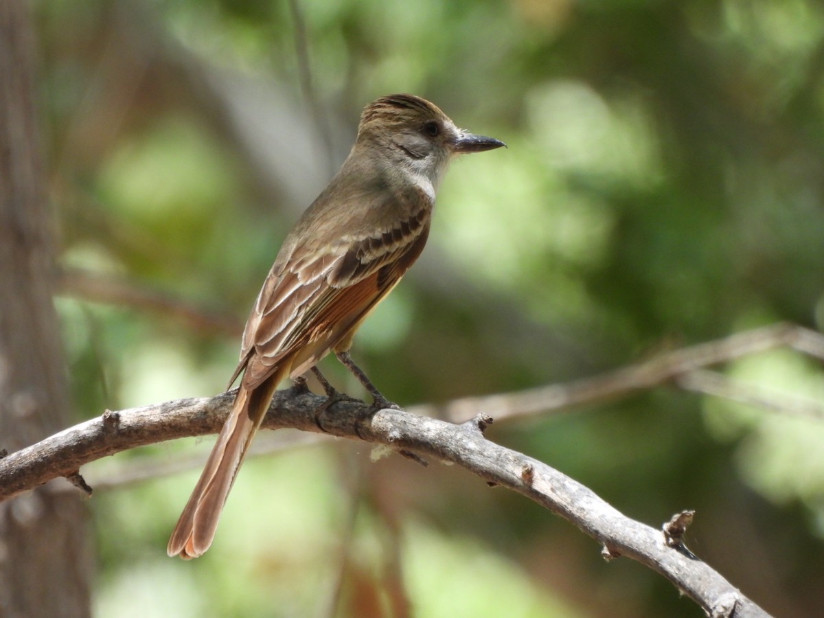 Brown-crested Flycatcher - ML637165227
