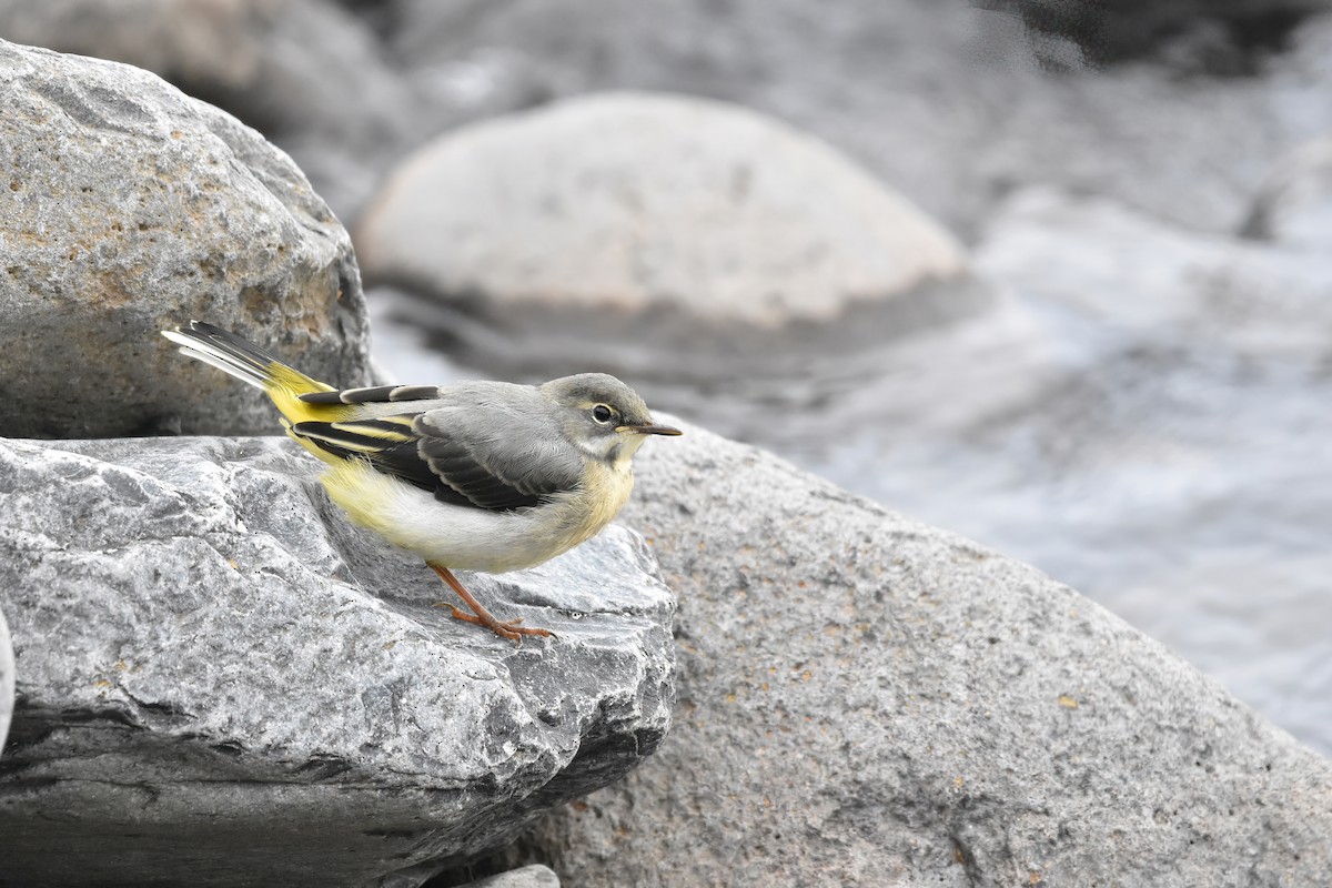 Lavandera Cascadeña - ML637165228
