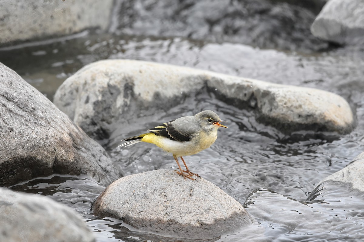 Lavandera Cascadeña - ML637165229