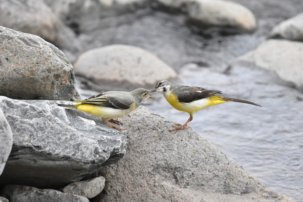 Lavandera Cascadeña - ML637165230