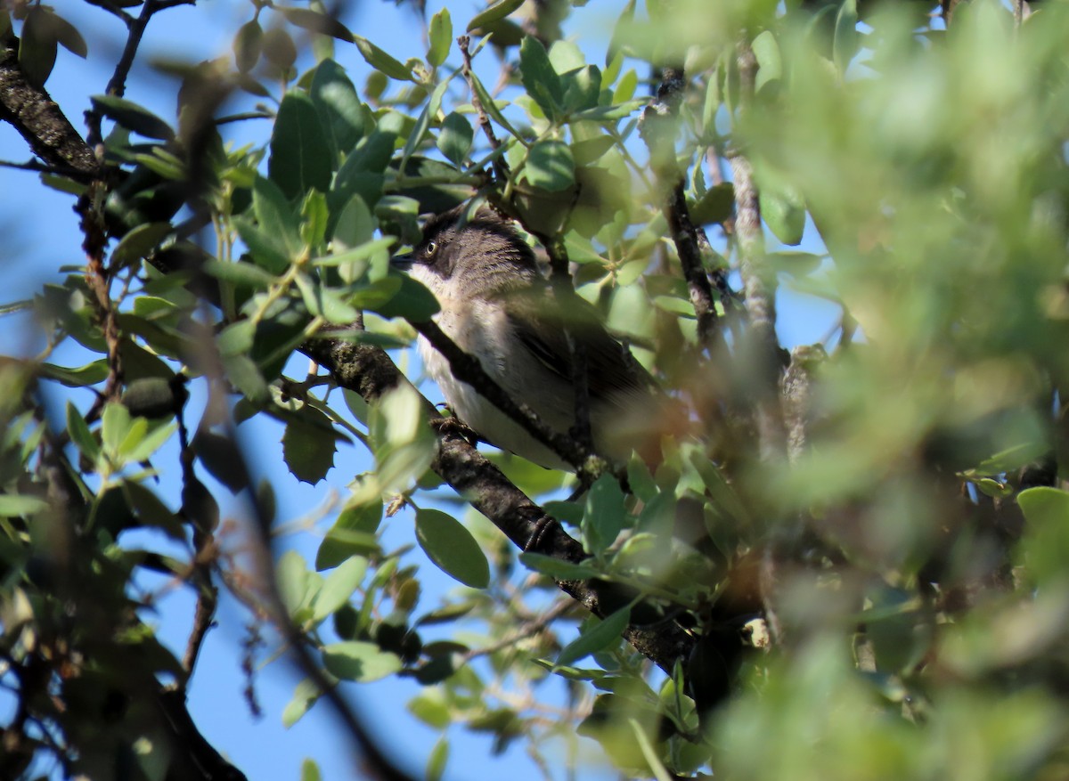 Western Orphean Warbler - ML637165245