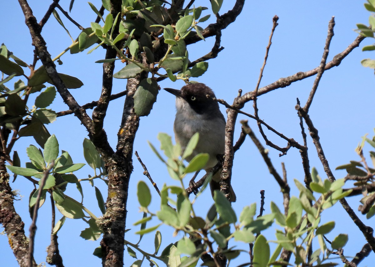 Western Orphean Warbler - ML637165271