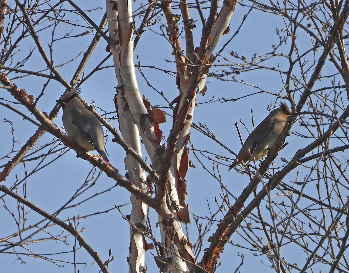 Japanese Waxwing - ML637165286