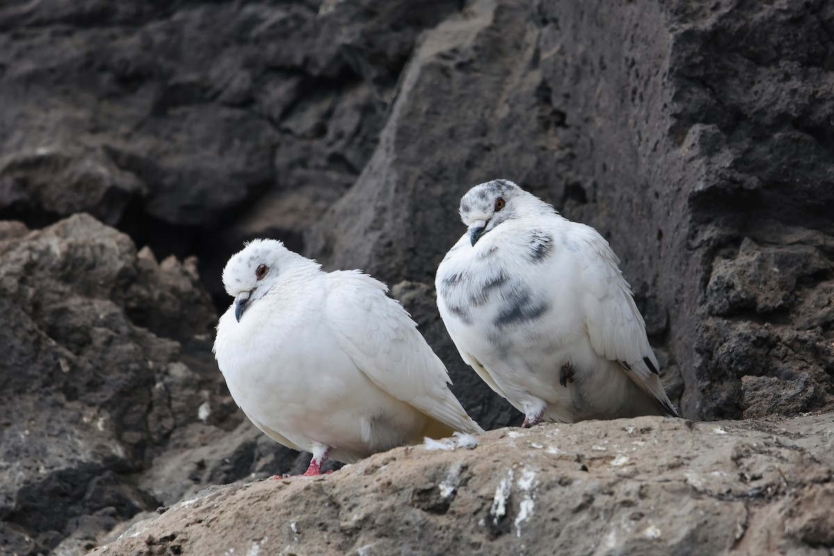 Paloma Bravía (variedad doméstica) - ML637165289