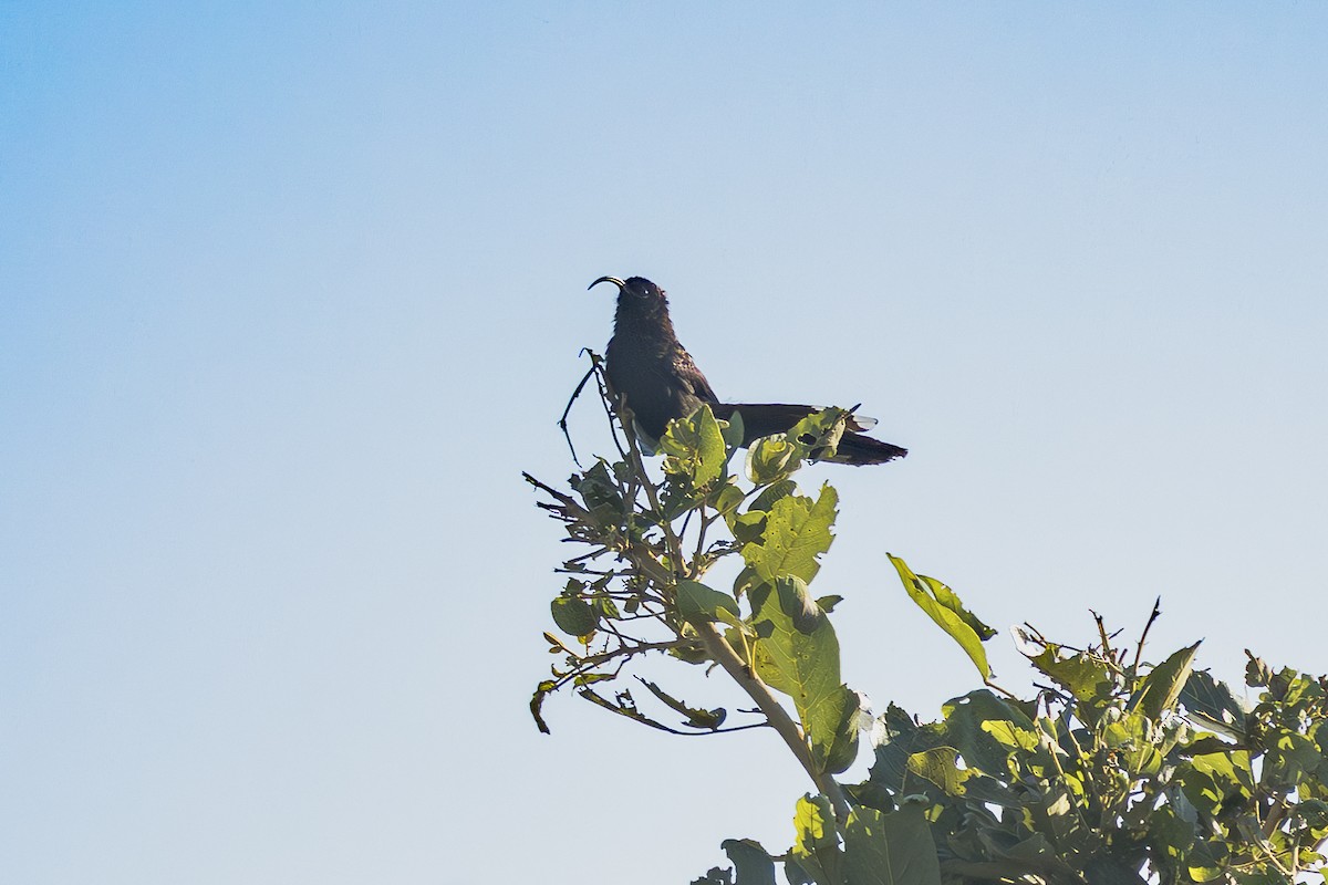 Common Scimitarbill - ML637165325