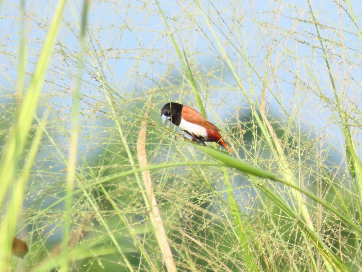 Tricolored Munia - ML637165363