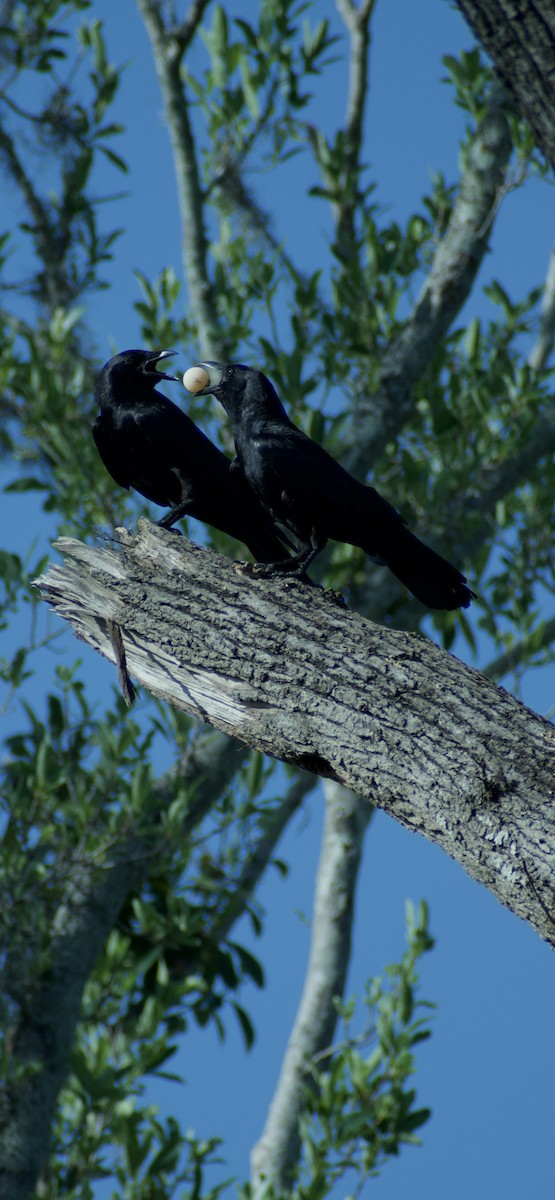 Fish Crow - ML637165366