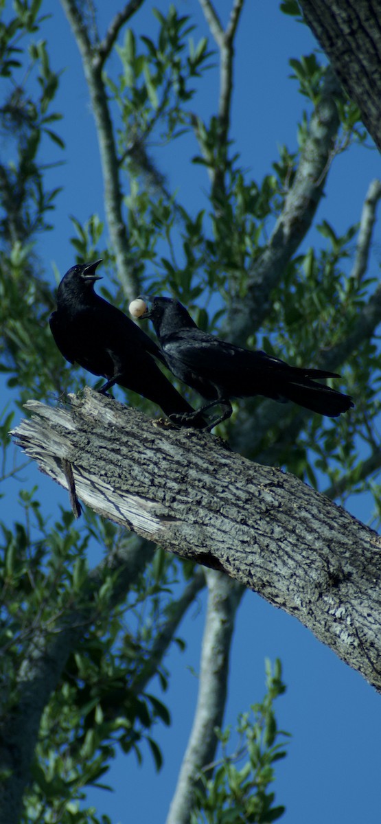 Fish Crow - ML637165367