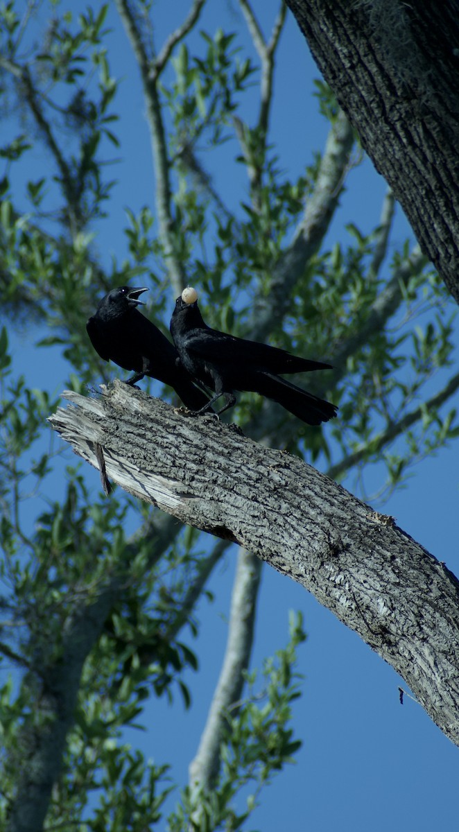 Fish Crow - ML637165368
