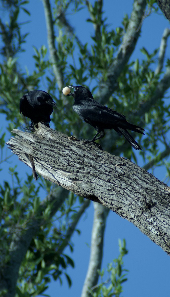 Fish Crow - ML637165369