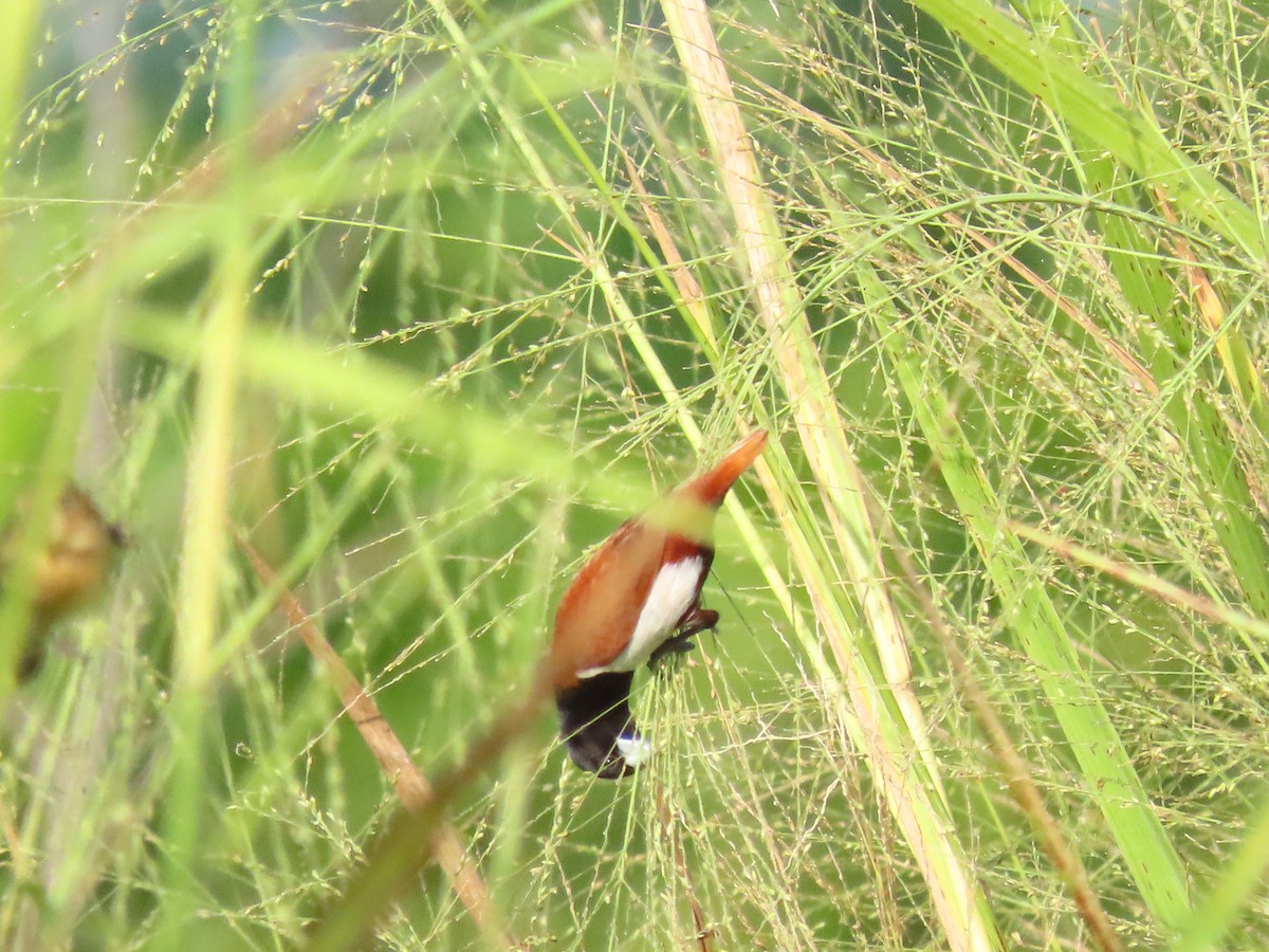 Tricolored Munia - ML637165376
