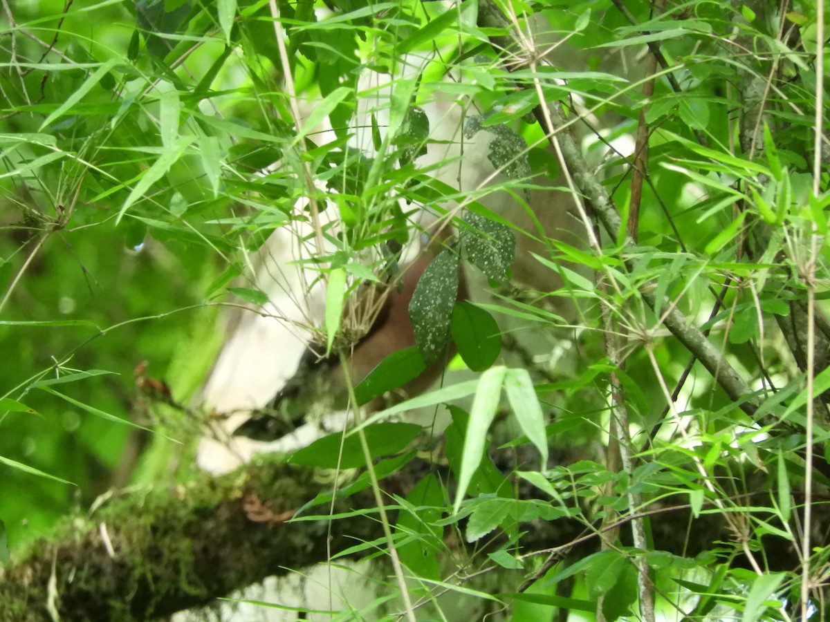 Gray-fronted Dove - ML637165399