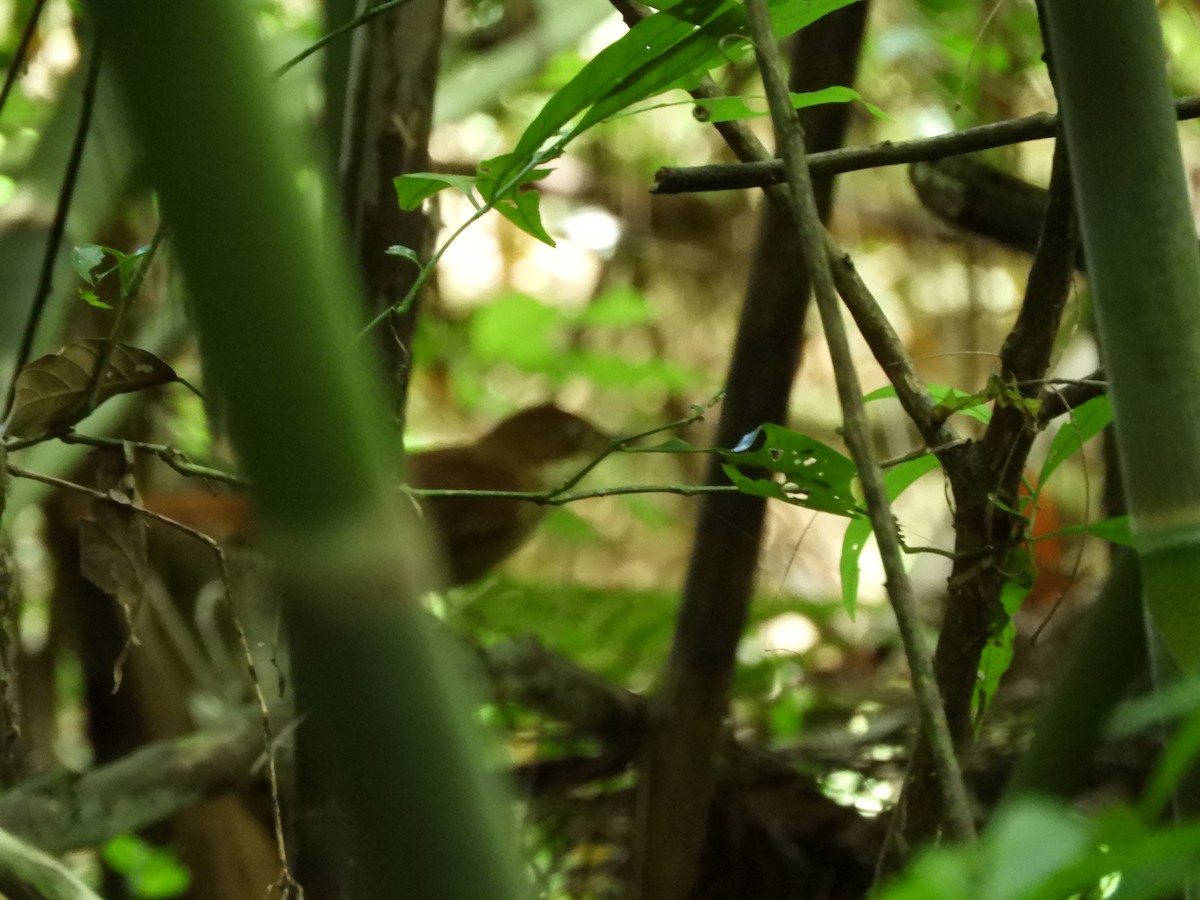 White-eyed Foliage-gleaner - ML637165414