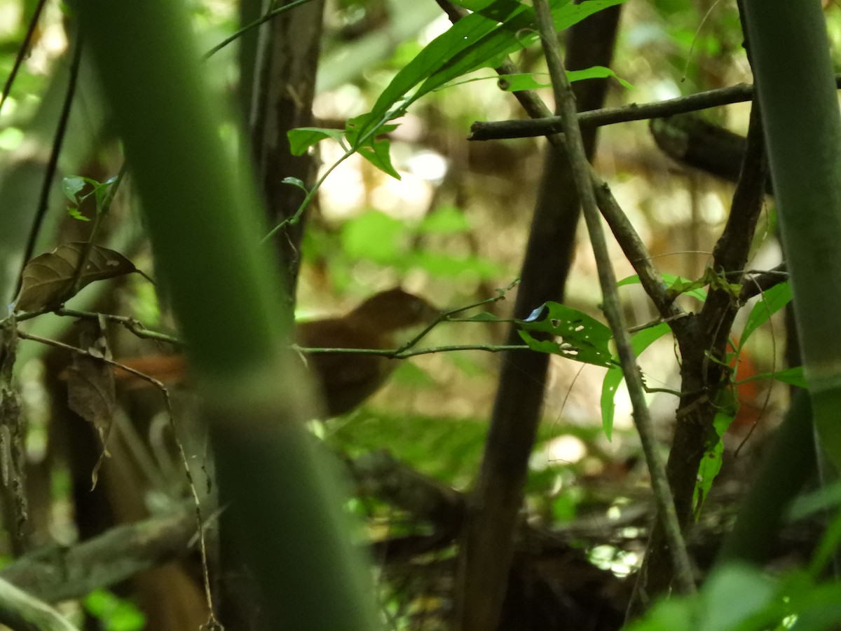 White-eyed Foliage-gleaner - ML637165415