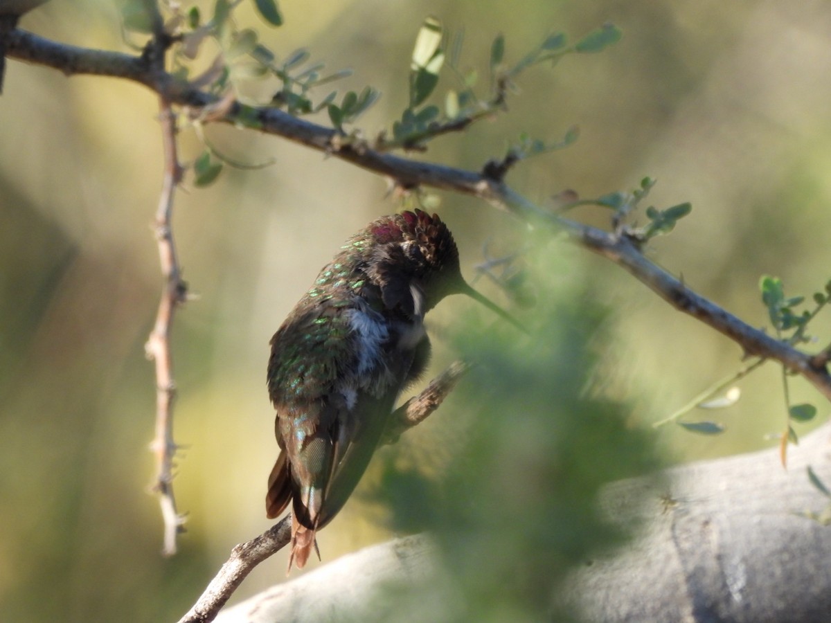 rødmaskekolibri - ML637165422