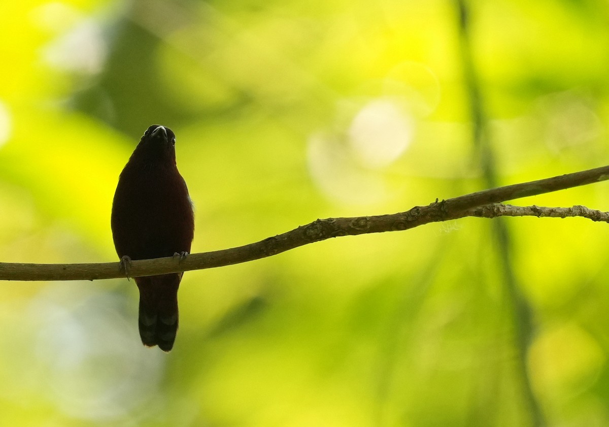 Chestnut-breasted Nigrita - ML637165491