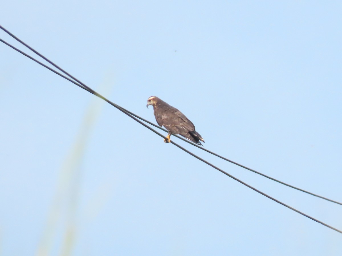 Snail Kite - ML637165531