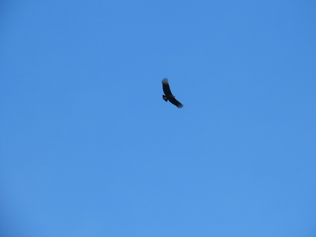 Black Vulture - ML637165591