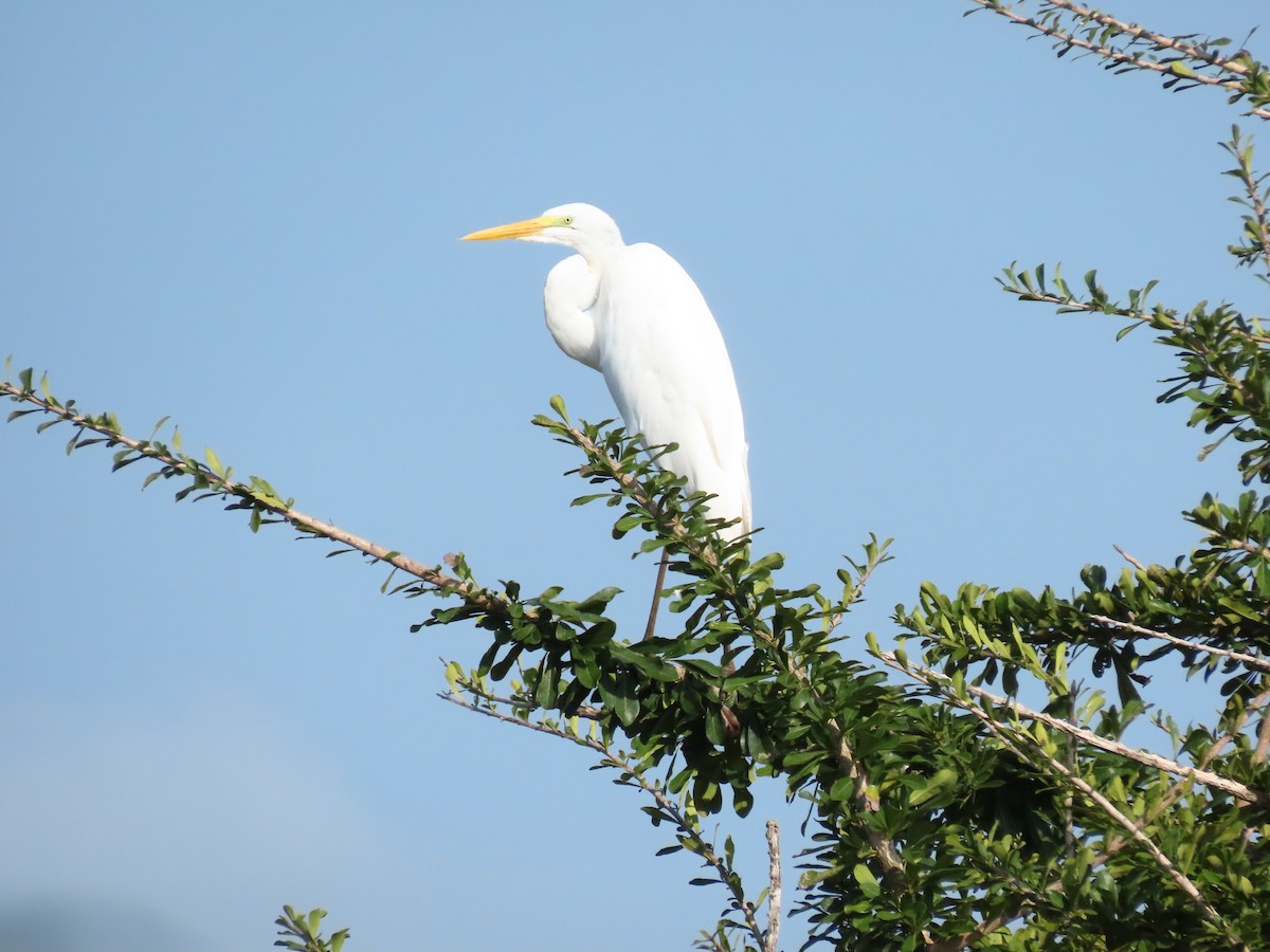 大白鷺 - ML637165626