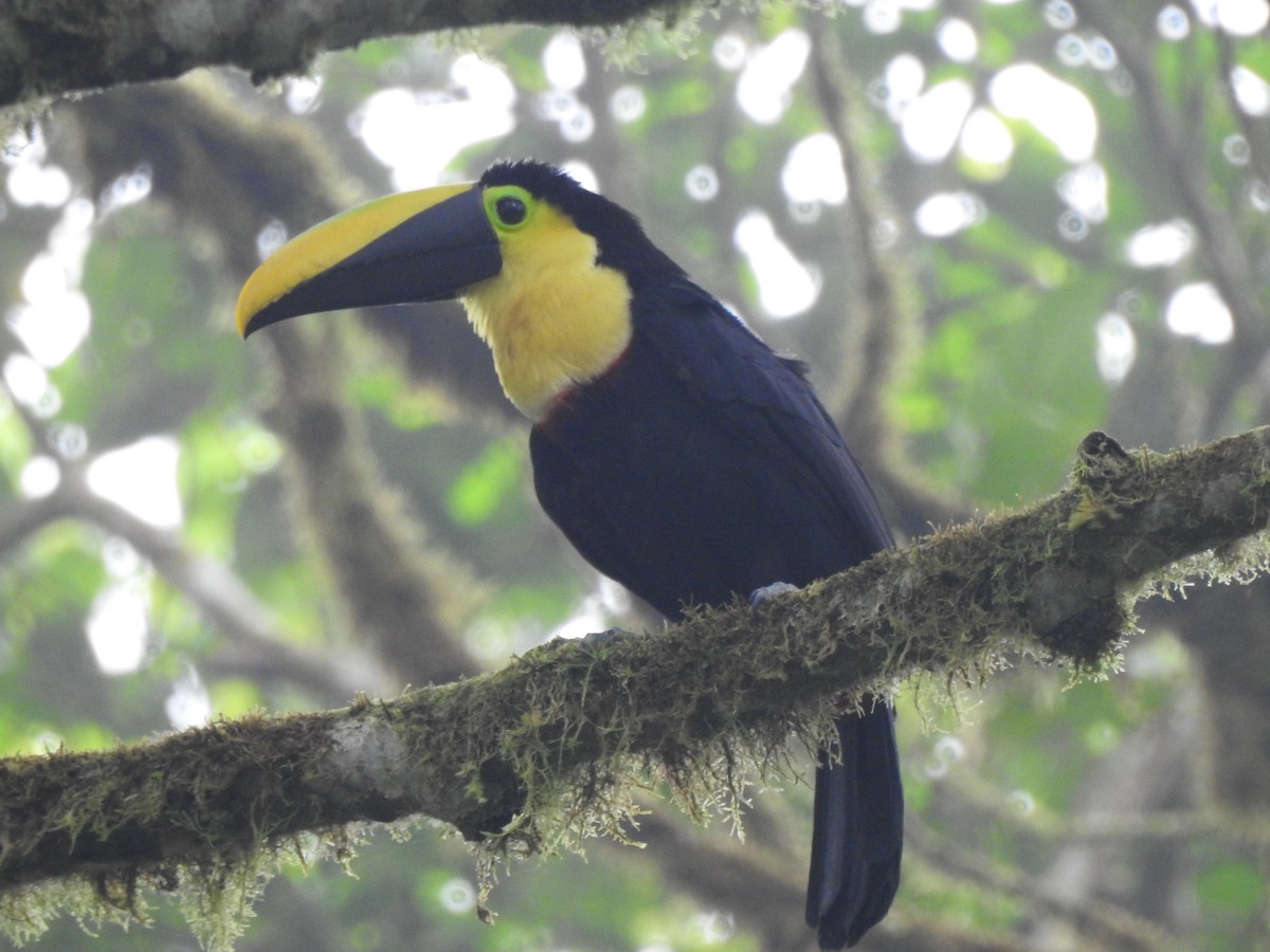 Choco Toucan - ML637165655
